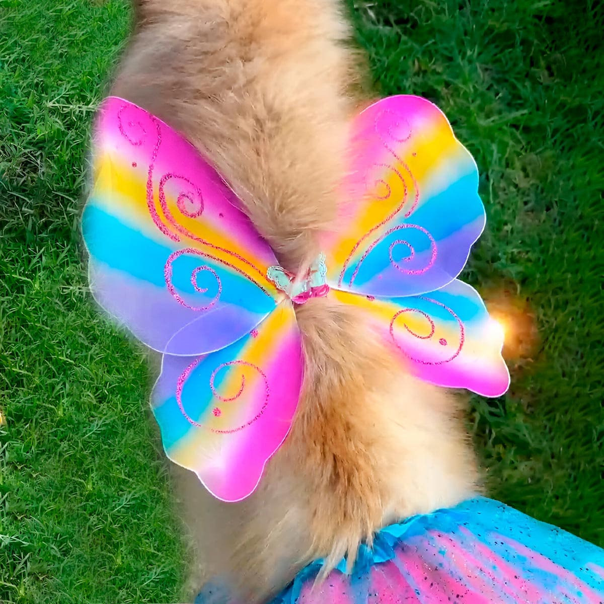 🦋✨ Disfraz de Mariposa para Perros – Especial Halloween 🎃